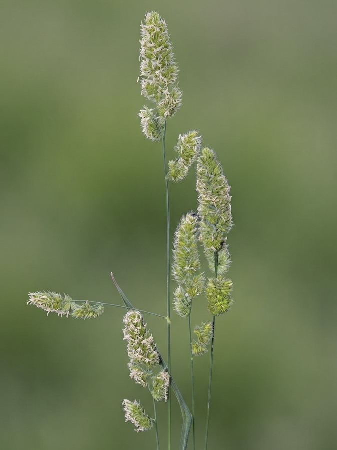 Dactylis glomerata hispanica.09a