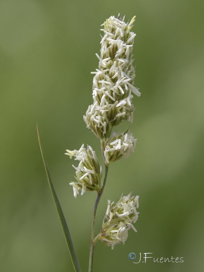 Dactylis glomerata hispanica.10a