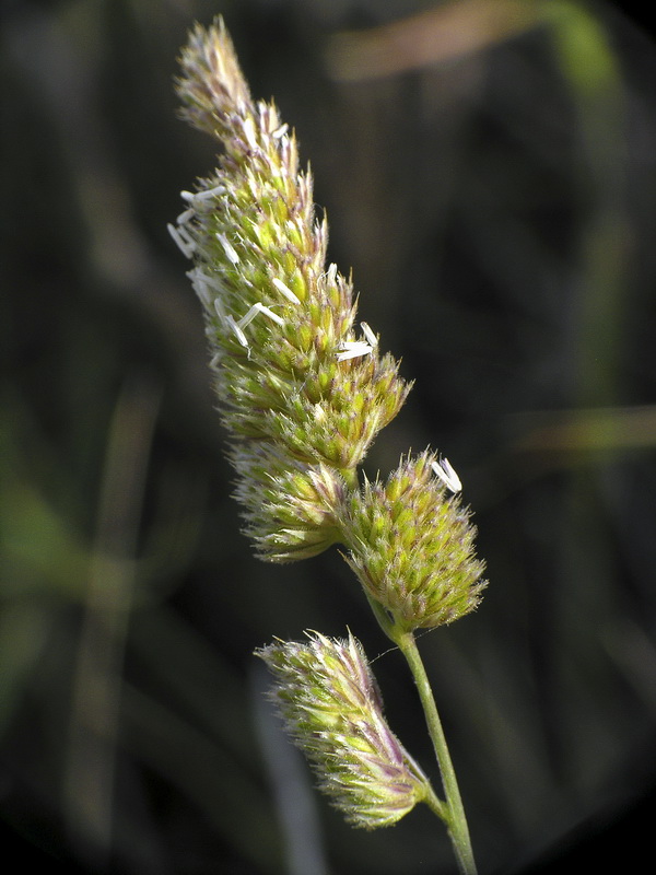 Dactylis glomerata hispanica.11