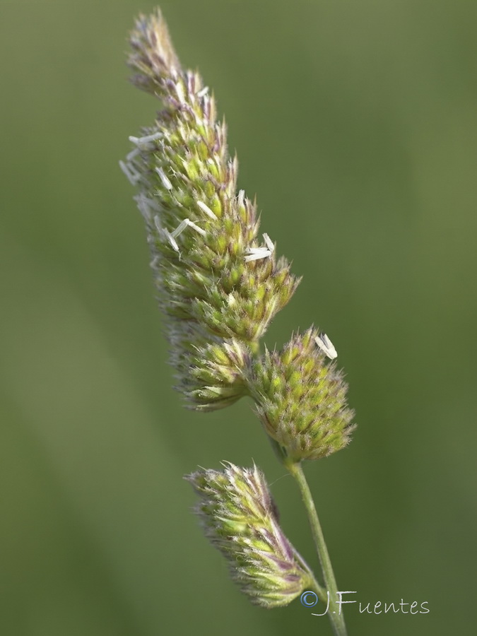 Dactylis glomerata hispanica.11a