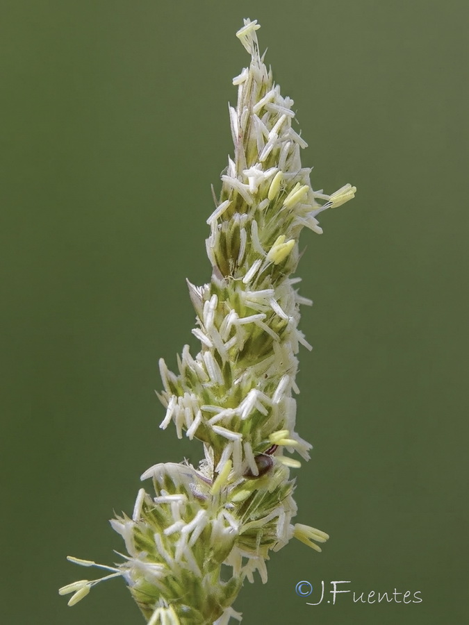 Dactylis glomerata hispanica.12a