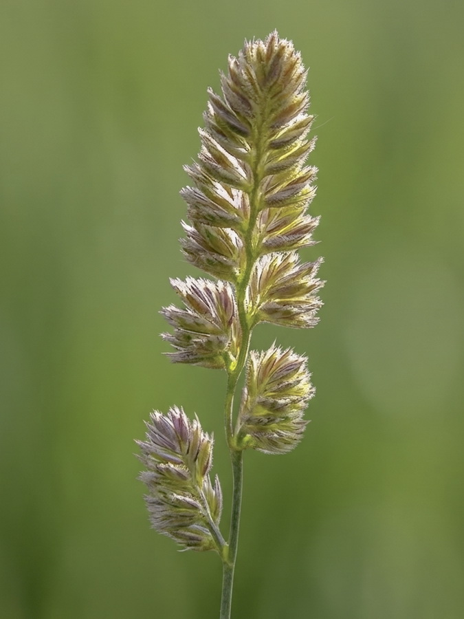 Dactylis glomerata hispanica.13a