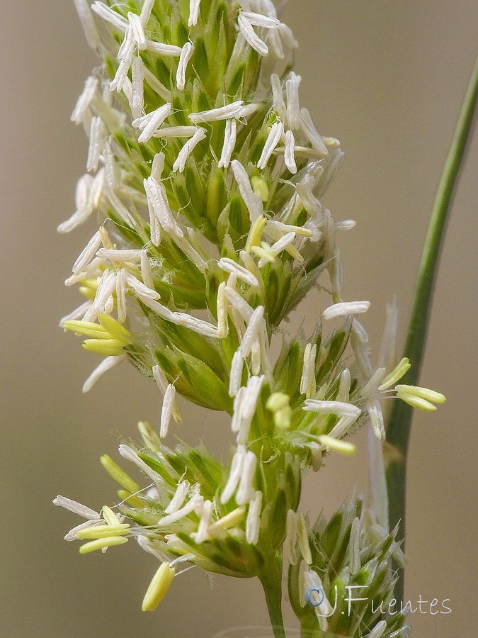 Dactylis glomerata hispanica.14a