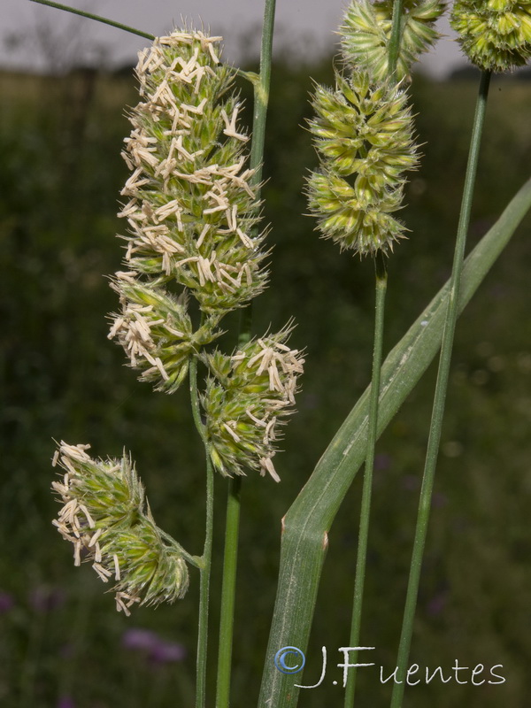 Dactylis glomerata hispanica.15