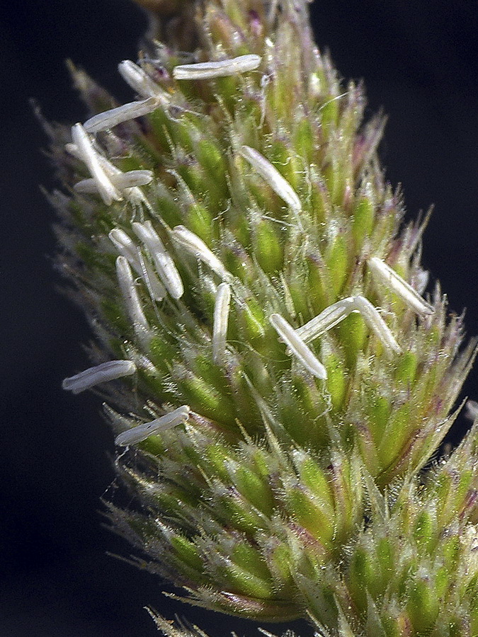 Dactylis glomerata hispanica.15a
