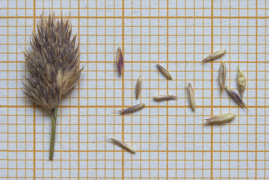 Dactylis glomerata juncinella.00