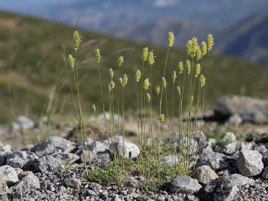 Dactylis glomerata juncinella.01 1