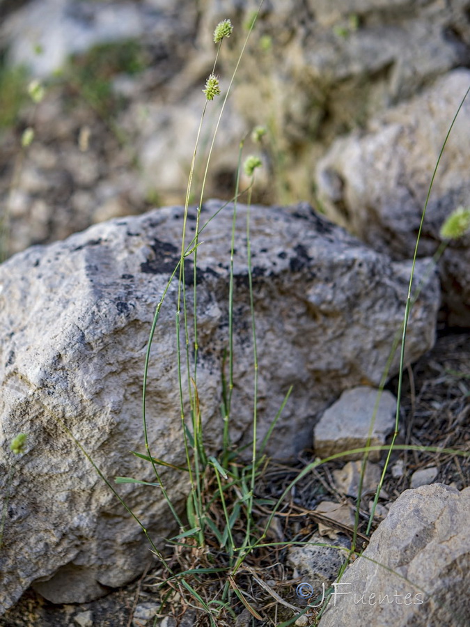 Dactylis glomerata juncinella.02b