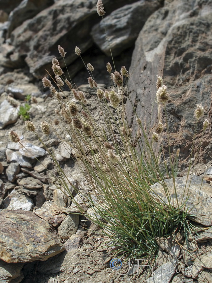 Dactylis glomerata juncinella.04b