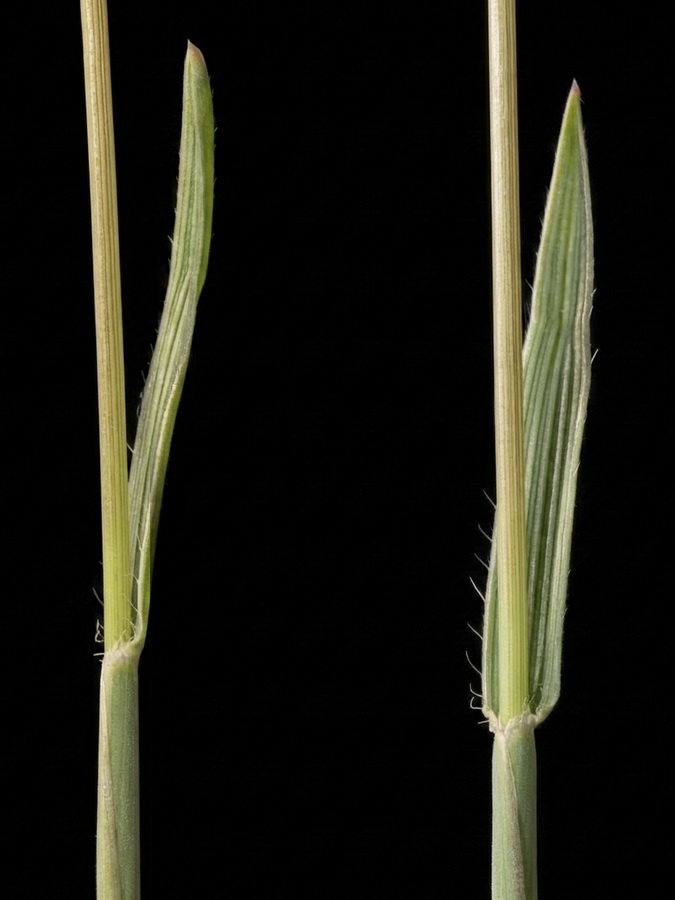 Dactylis glomerata juncinella.05b