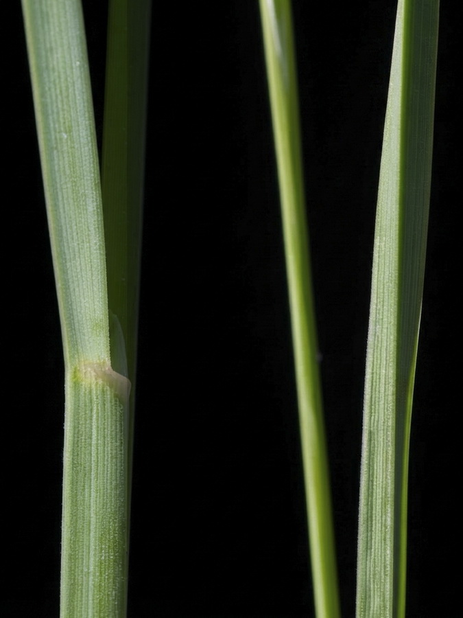 Dactylis glomerata juncinella.07b