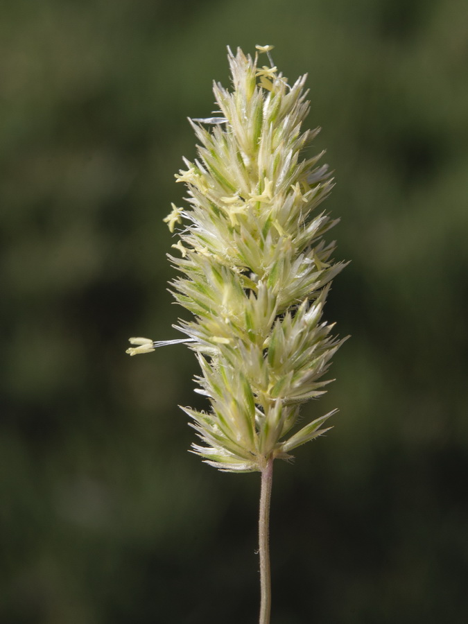 Dactylis glomerata juncinella.11