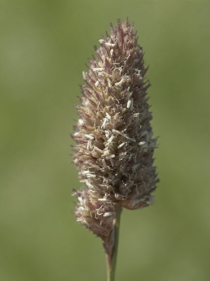 Dactylis glomerata juncinella.12b
