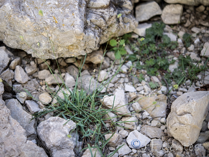 Dactylis glomerata juncinella.13