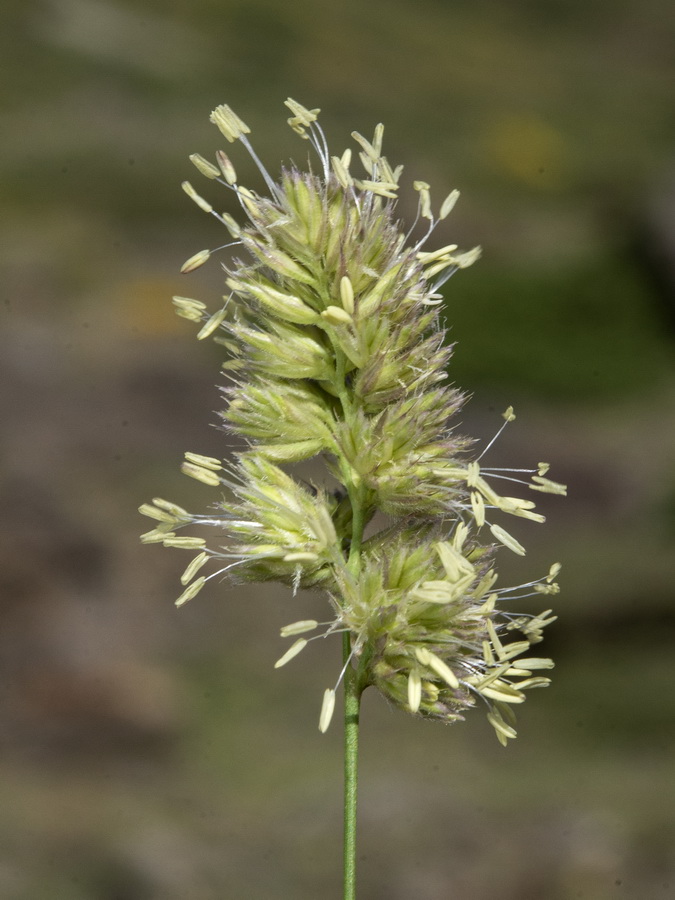 Dactylis glomerata juncinella.13 1