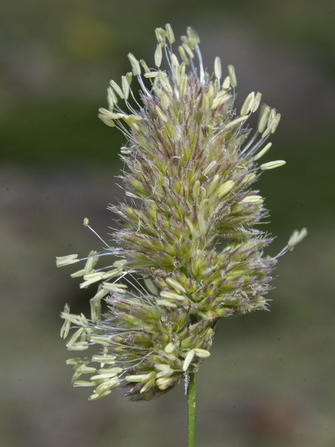 Dactylis glomerata juncinella.14