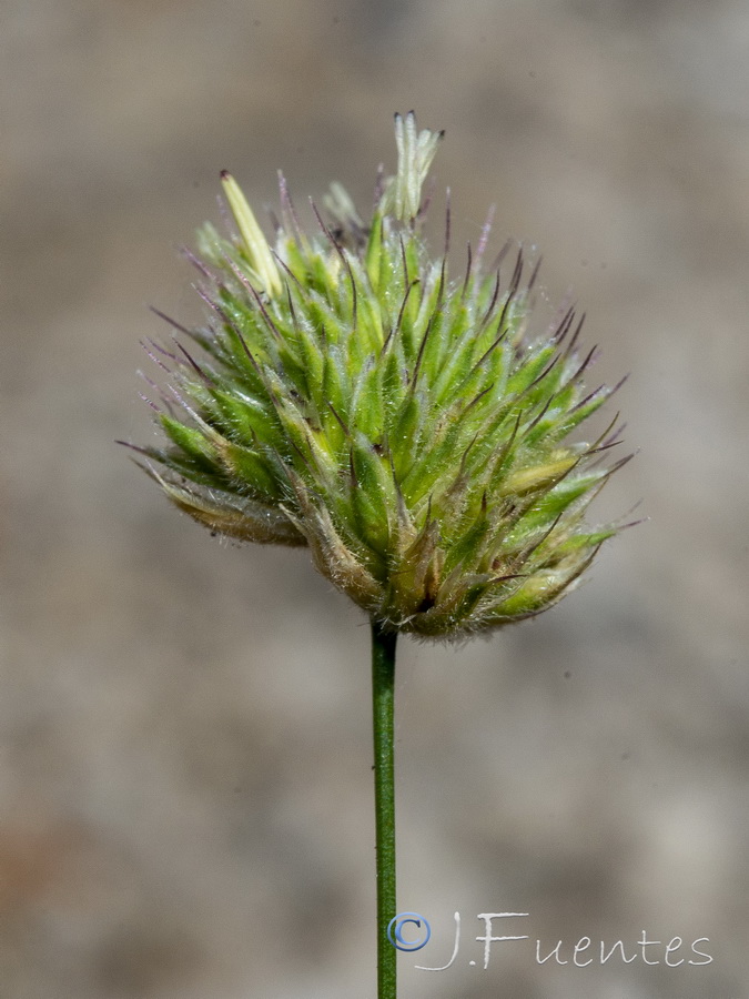Dactylis glomerata juncinella.15