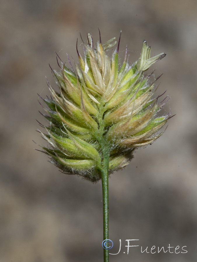 Dactylis glomerata juncinella.16