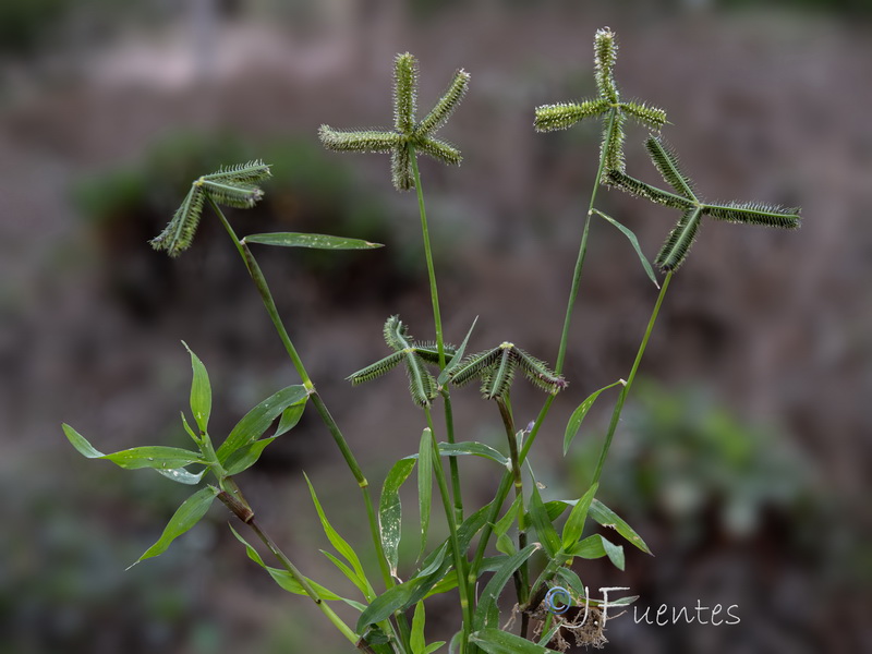 Dactyloctenium aegyptium.01