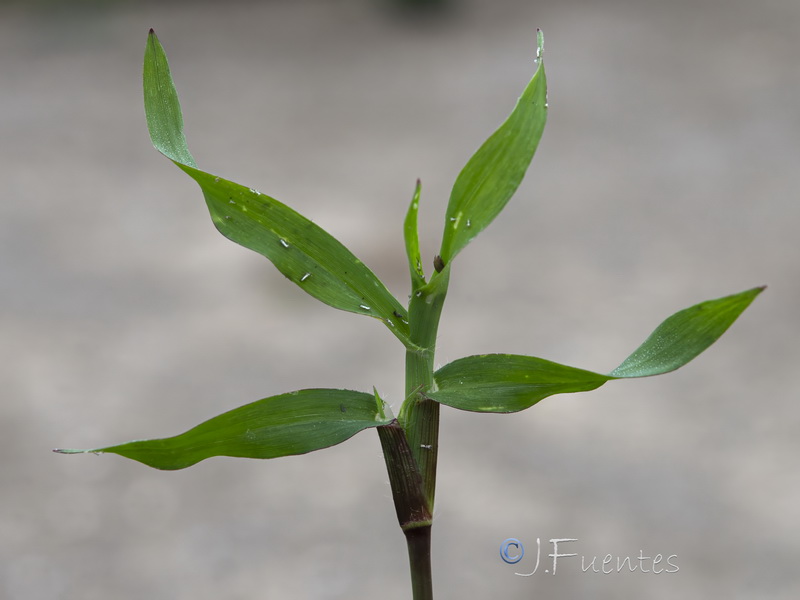 Dactyloctenium aegyptium.02