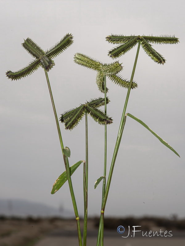 Dactyloctenium aegyptium.03