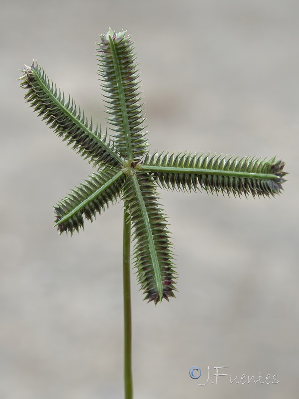 Dactyloctenium aegyptium.05