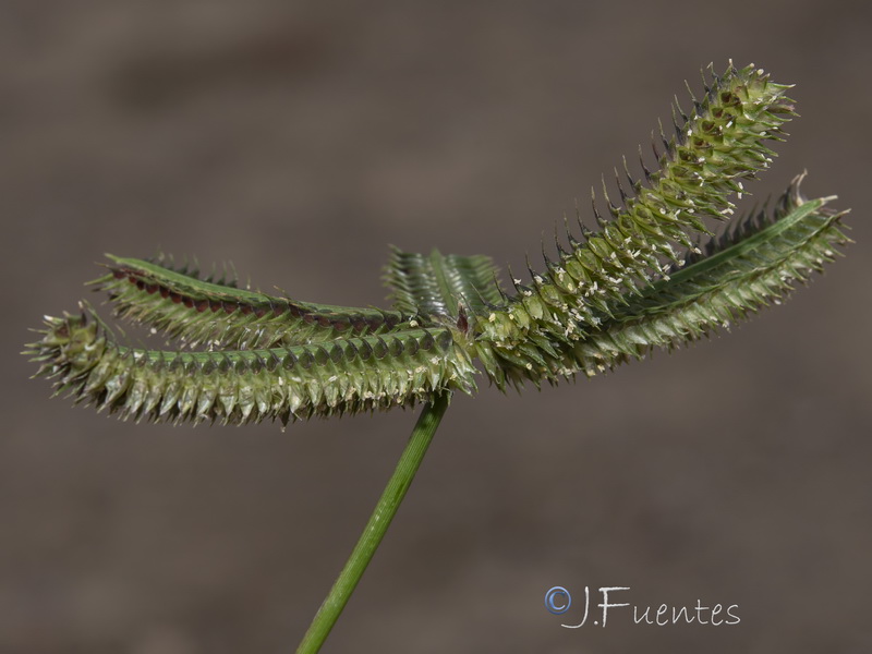 Dactyloctenium aegyptium.06