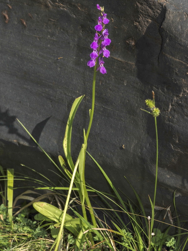 Dactylorhiza elata.02