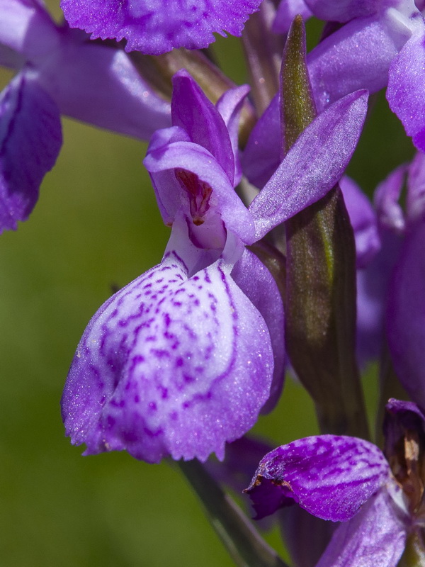 Dactylorhiza elata.14