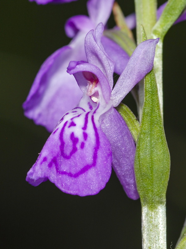 Dactylorhiza elata.17