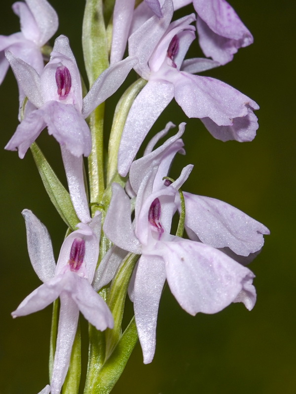 Dactylorhiza elata.18