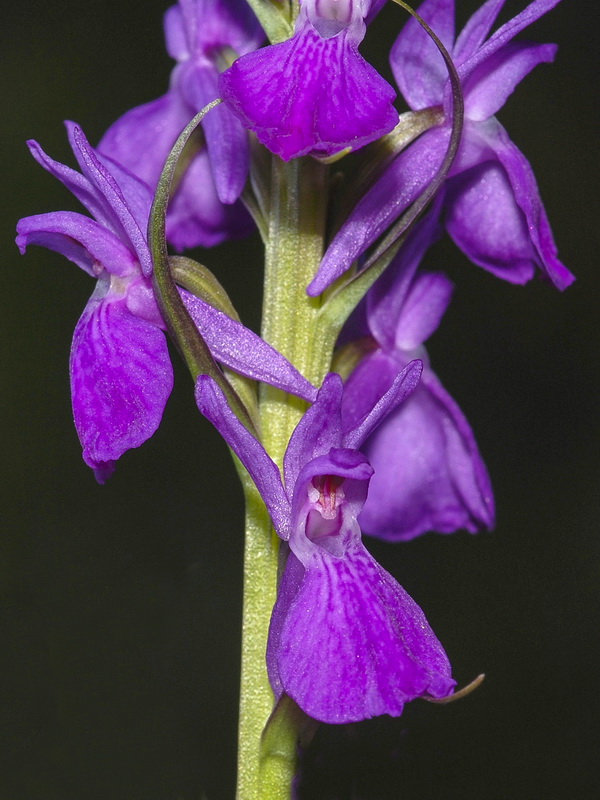 Dactylorhiza elata.22