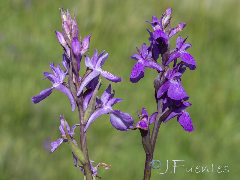 Dactylorhiza elata.33