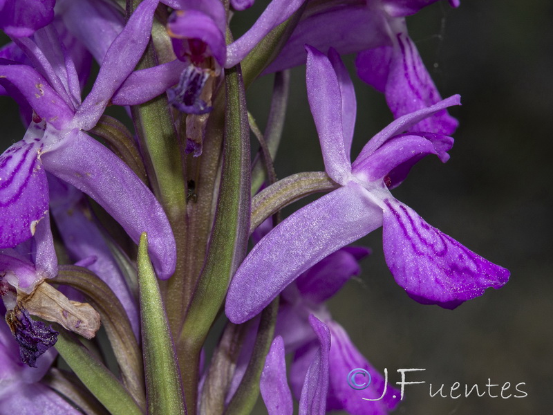 Dactylorhiza elata.34