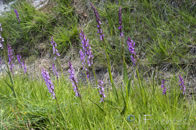 Dactylorhiza elata.01