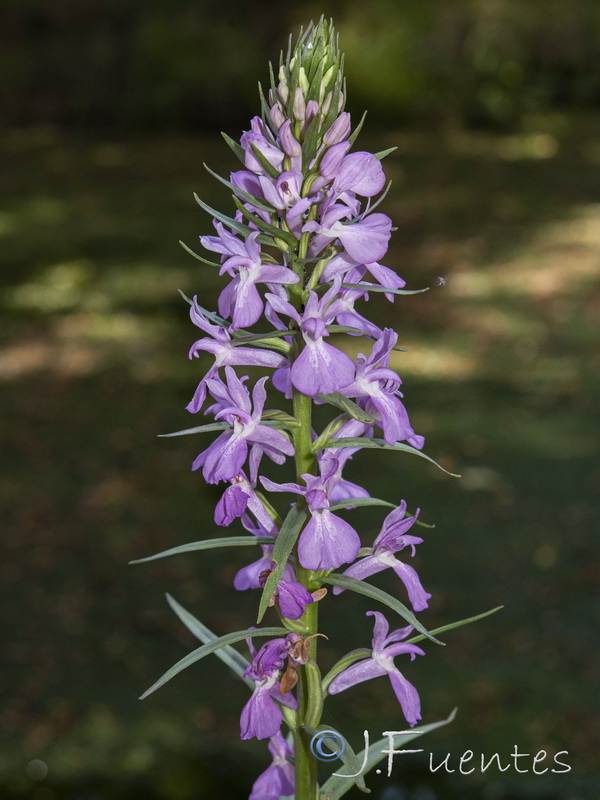 Dactylorhiza elata.40