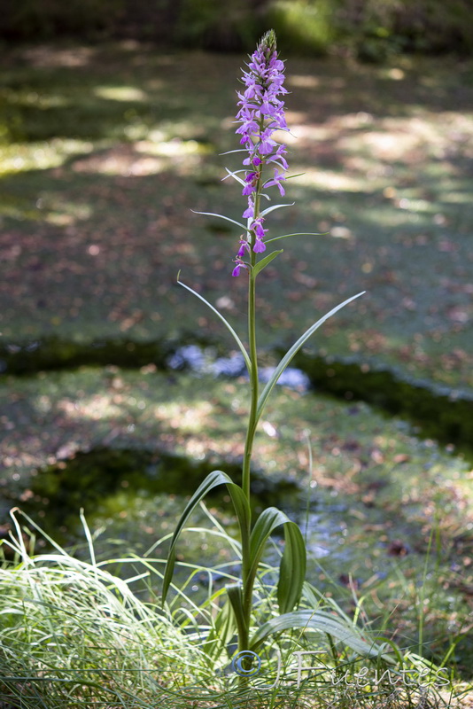 Dactylorhiza elata.41