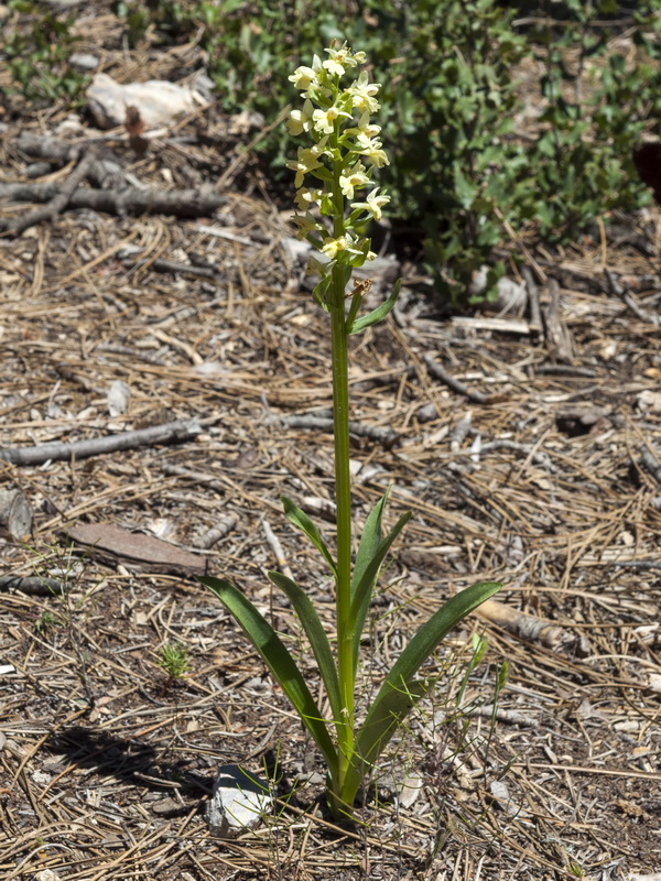 Dactylorhiza insularis.01