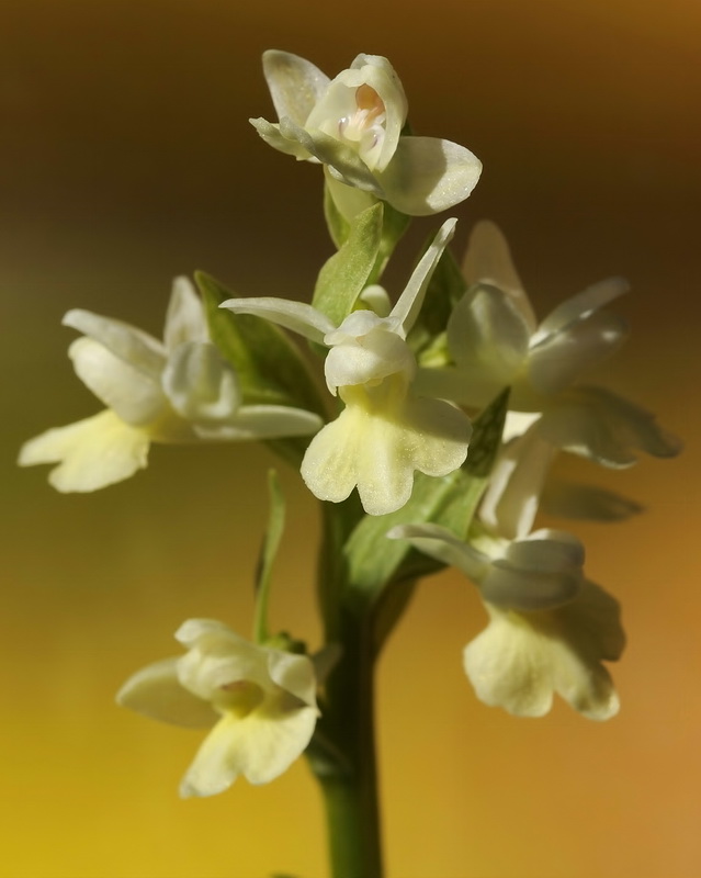 Dactylorhiza insularis.06