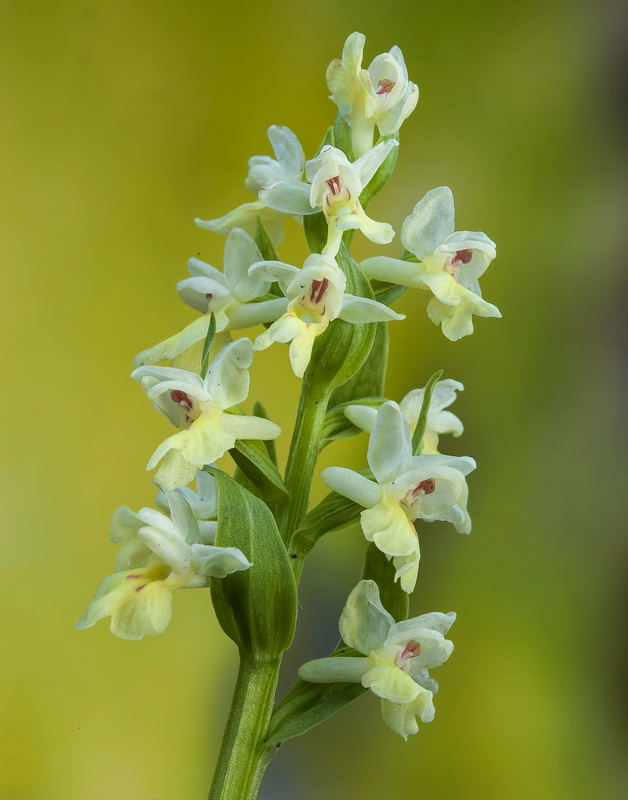 Dactylorhiza insularis.15