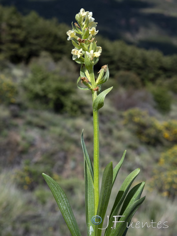 Dactylorhiza insularis.24