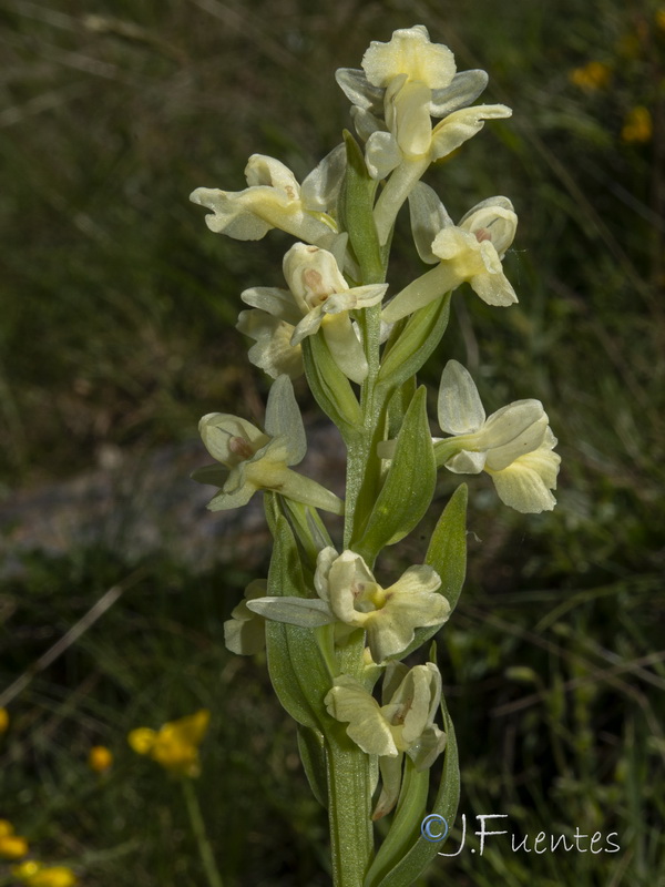 Dactylorhiza insularis.26