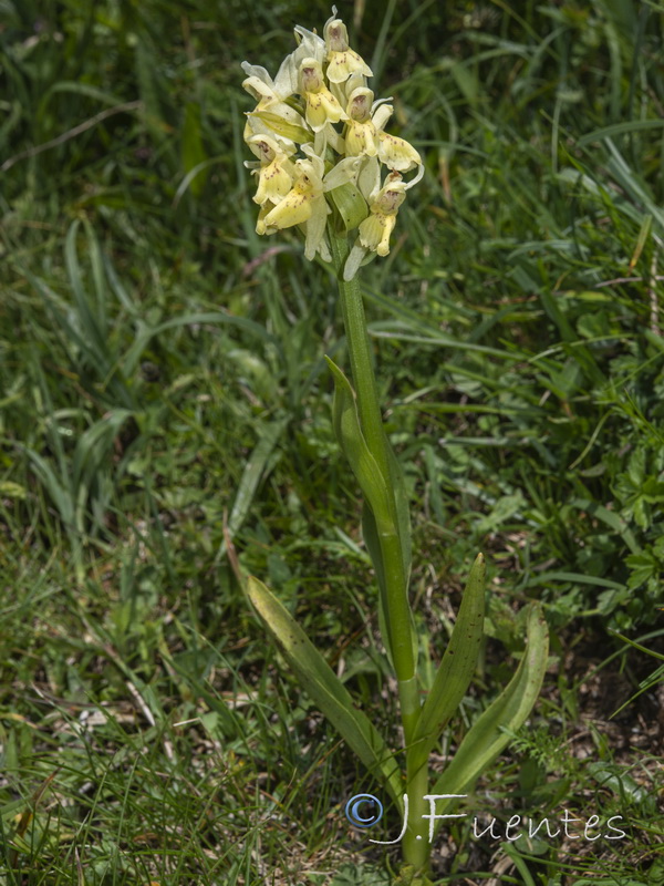 Dactylorhiza sambucina.01