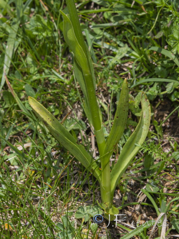 Dactylorhiza sambucina.02