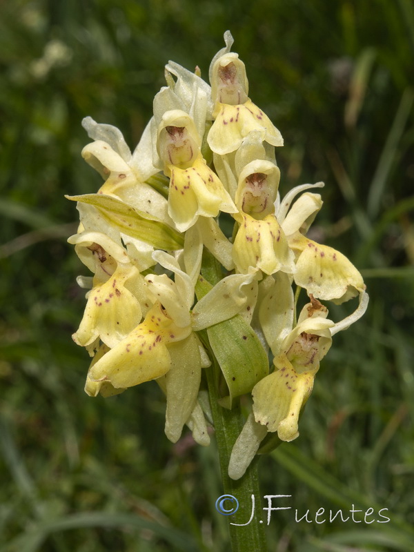 Dactylorhiza sambucina.03