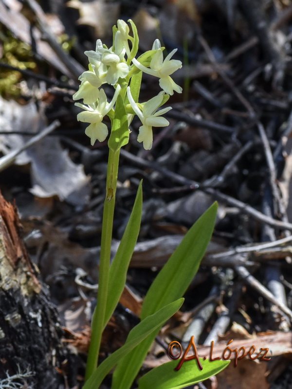 Dactylorhiza sulphurea.02