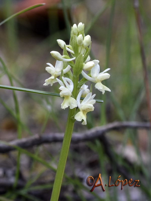 Dactylorhiza sulphurea.03