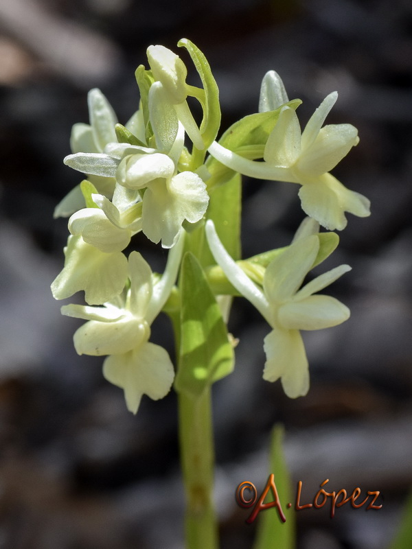 Dactylorhiza sulphurea.04