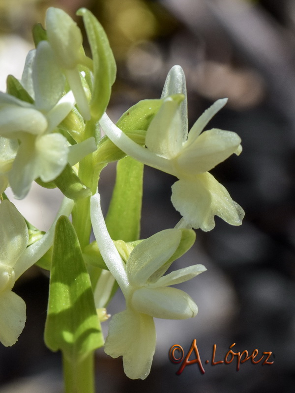 Dactylorhiza sulphurea.05