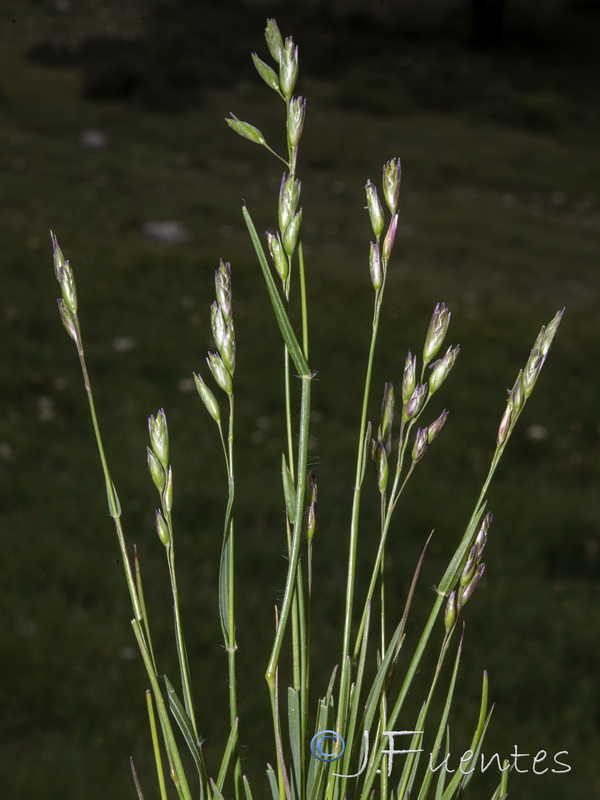 Danthonia decumbens.01